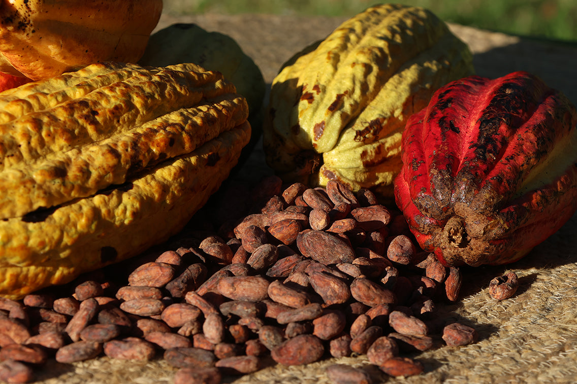 Load video: This is a video about cocoa pods growing on trees, the beans, the fermenting, drying, roasting and pummelling into a basic form of chocolate